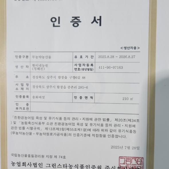 송화고 버섯 무농약인증 송화고버섯