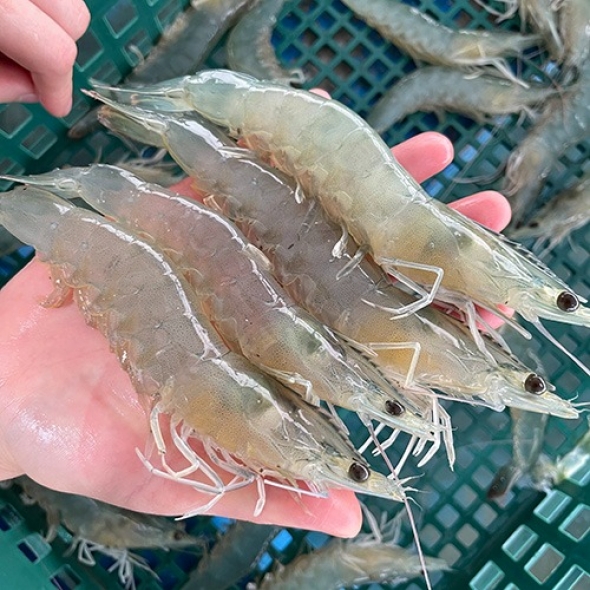 [신한카드 할인] 국내산 제철 흰다리새우 1kg 왕새우 새우철