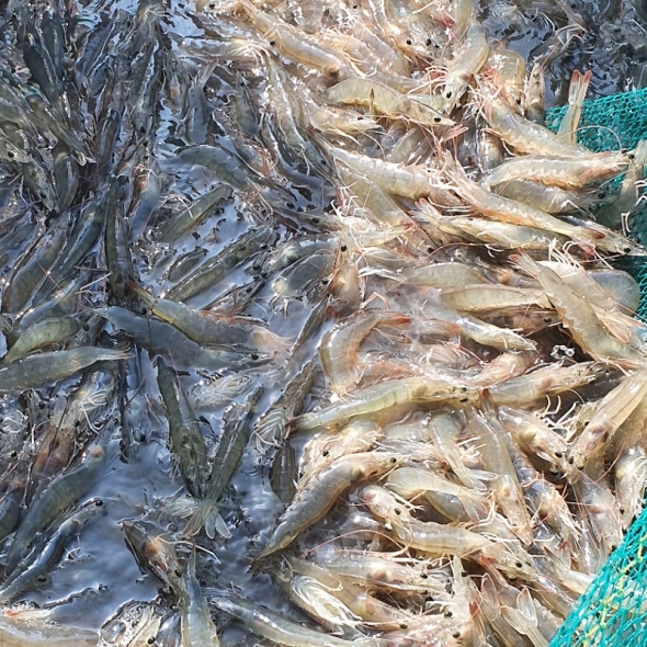 [당일조업] 근육빵빵 활새우 500g 1kg 2kg