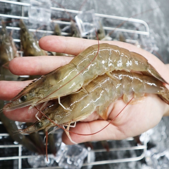 [당일조업] 근육빵빵 활새우 500g 1kg 2kg