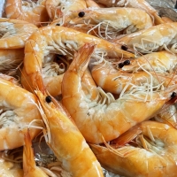 [당일조업] 근육빵빵 활새우 500g 1kg 2kg