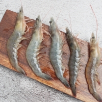 [당일조업] 근육빵빵 활새우 500g 1kg 2kg