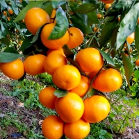[부엌애] 제주  당일선별 하우스 타이벡농법 감귤 로얄과(S-M) 3kg