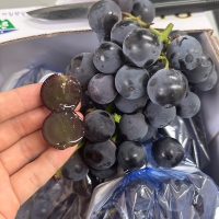 고당도  국내산  거봉포도(푸)