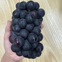 고당도  국내산  거봉포도(푸)
